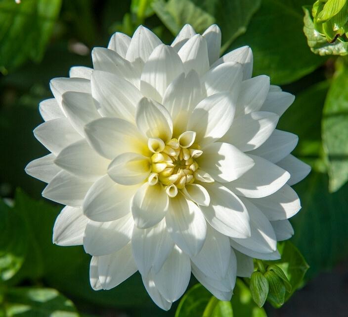 Dahlia Karma Maarten Zwaan - Decorative | Leo Berbee Bulb Company
